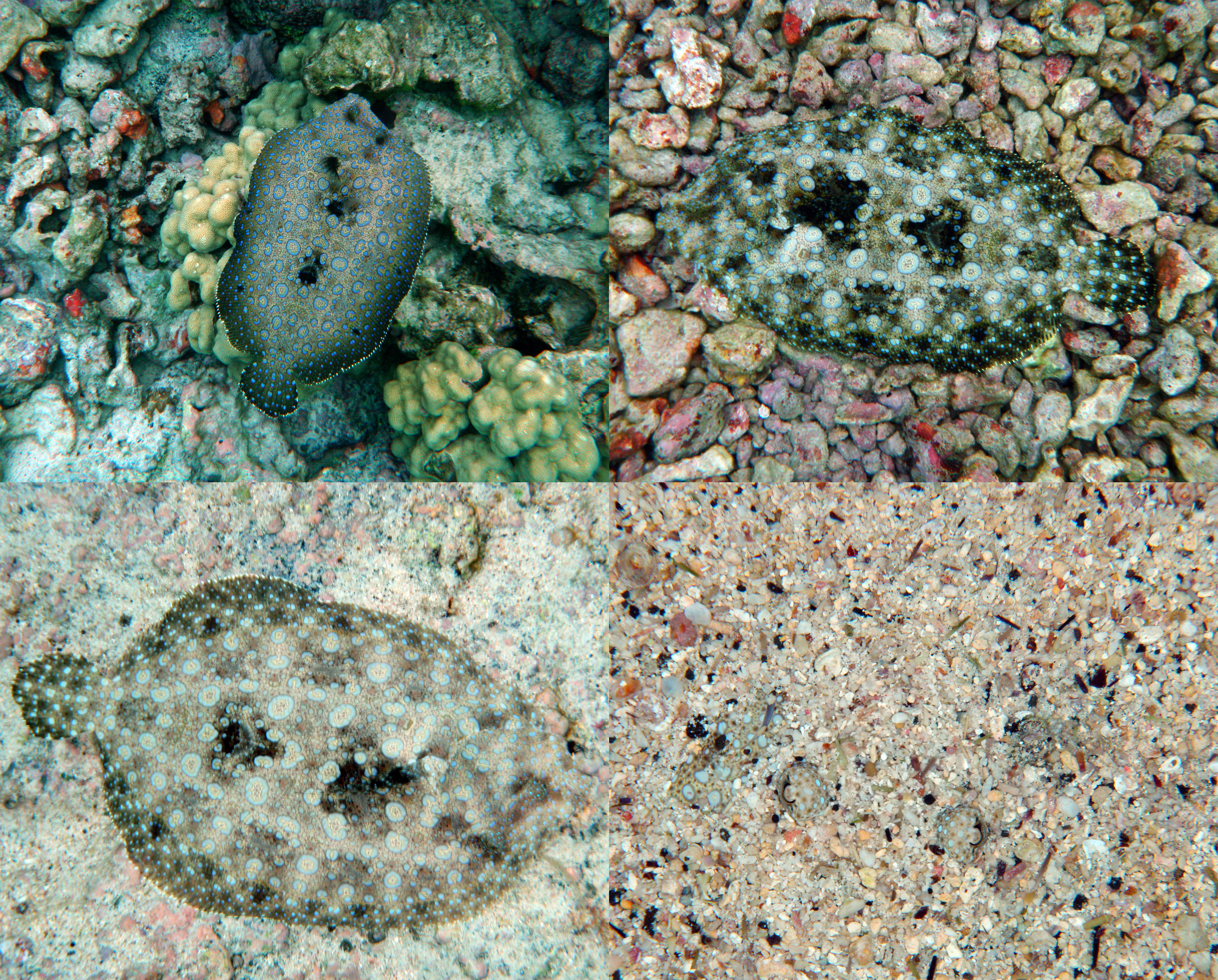 Flounder fish can camouflage themselves on a checkerboard.