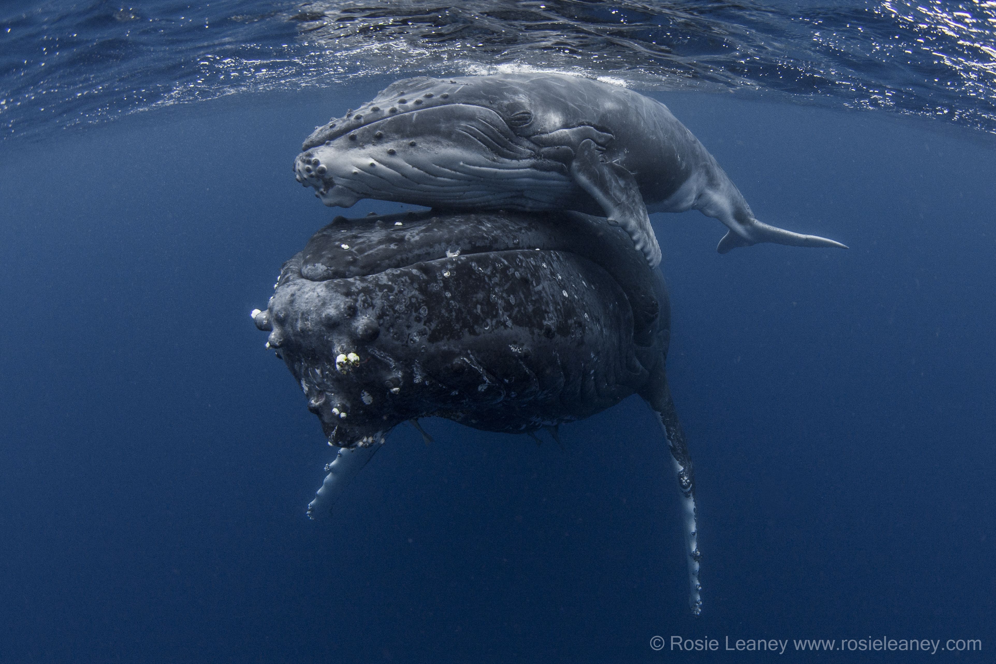 <b>Humpback Mother and Baby</b>