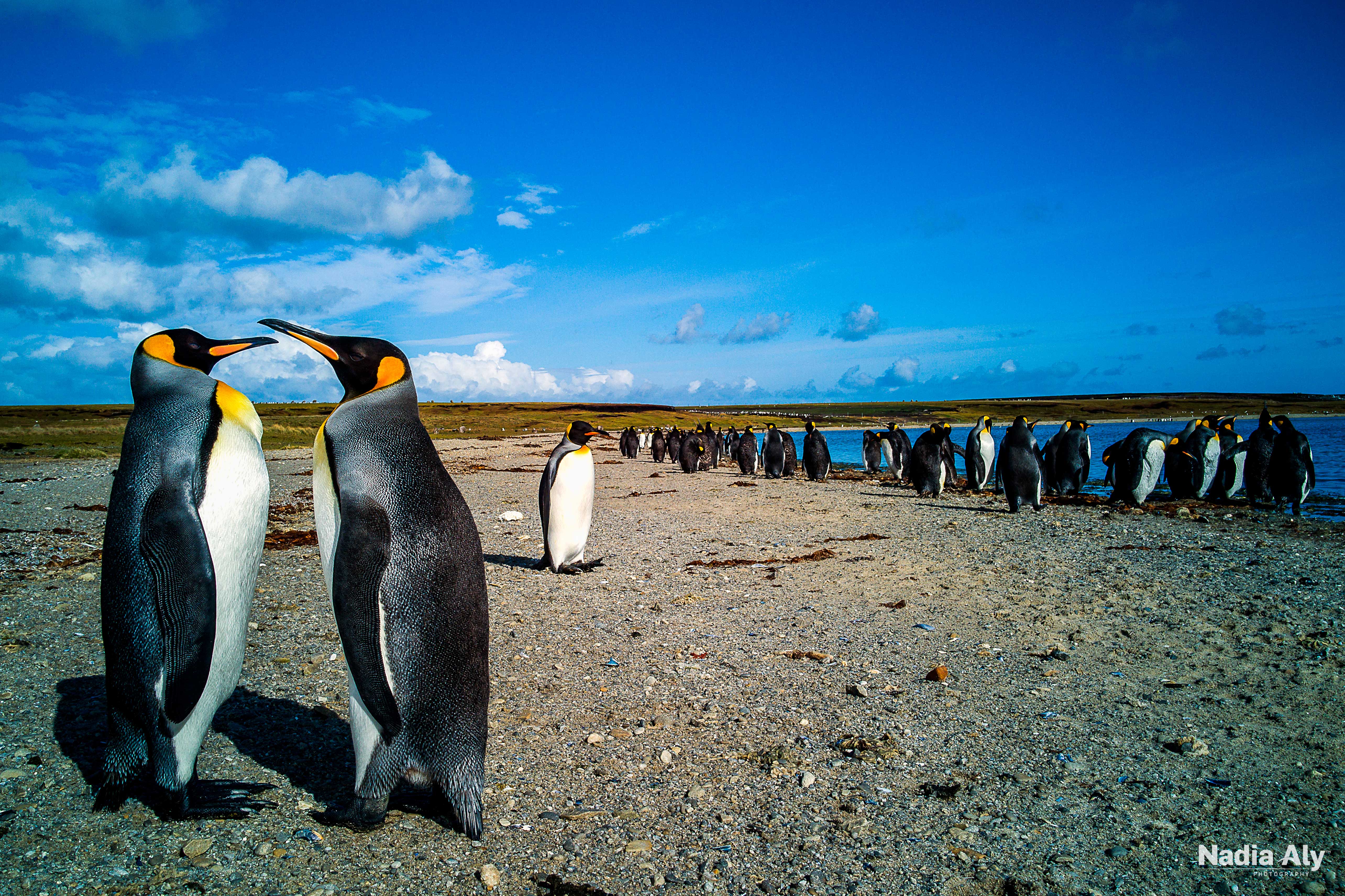 <b>Emporer Penguins by Nadia Aly</b>