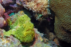 Frogfish by John Wall (taken with DC2000 Pro Duo)