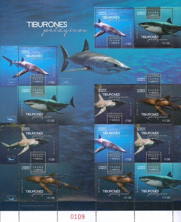 <b>Mexico: pelagic sharks </b>