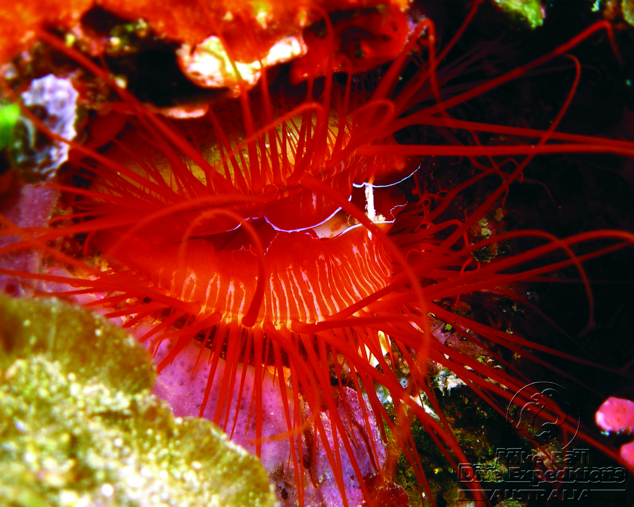 A flame file shell at Steve's Bommie. Photo Courtesy of Mike Ball Dive Expeditions
