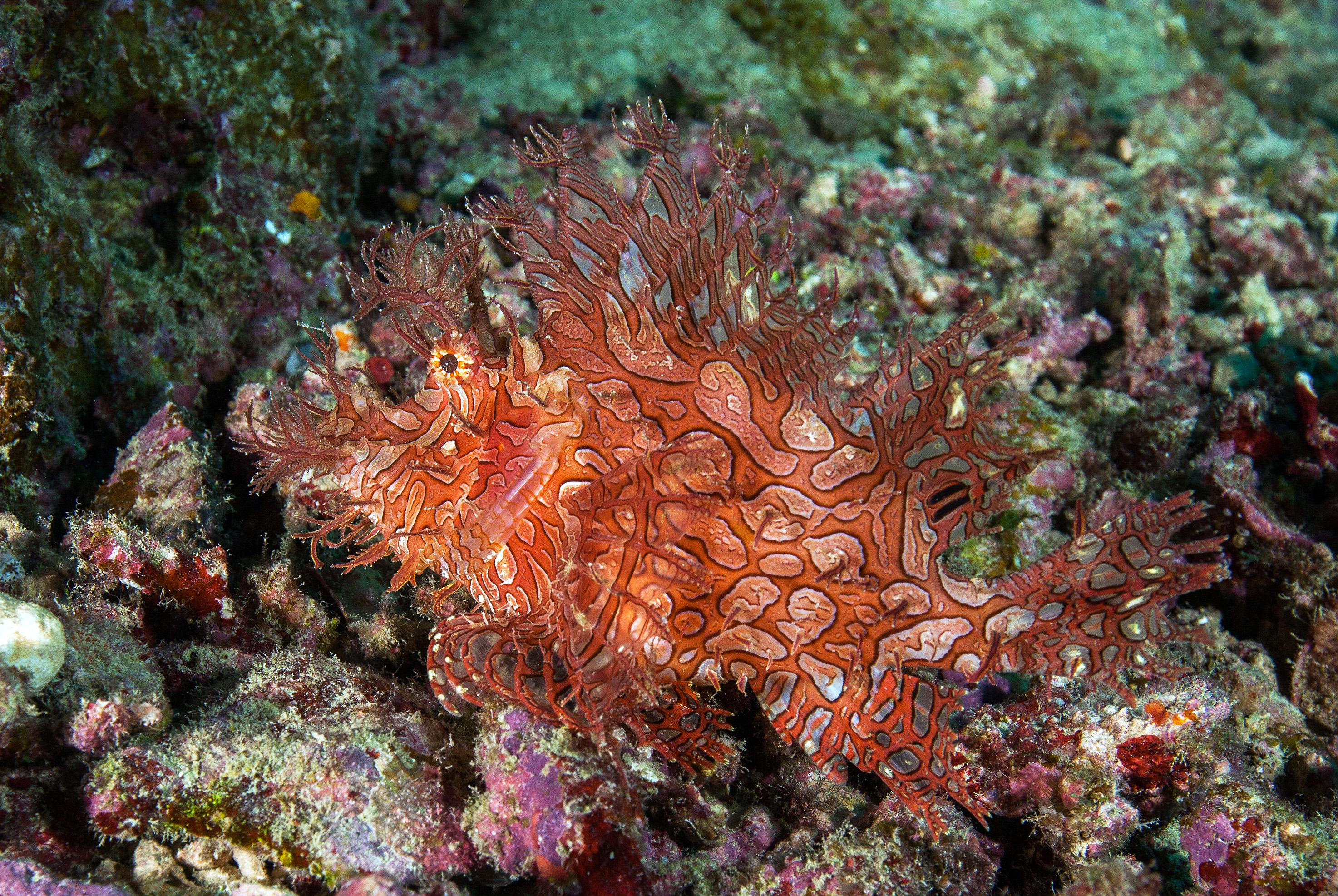 A lacy scorpionfish at Steve's Bommie. Photo Courtesy of Mike Ball Dive Expeditions