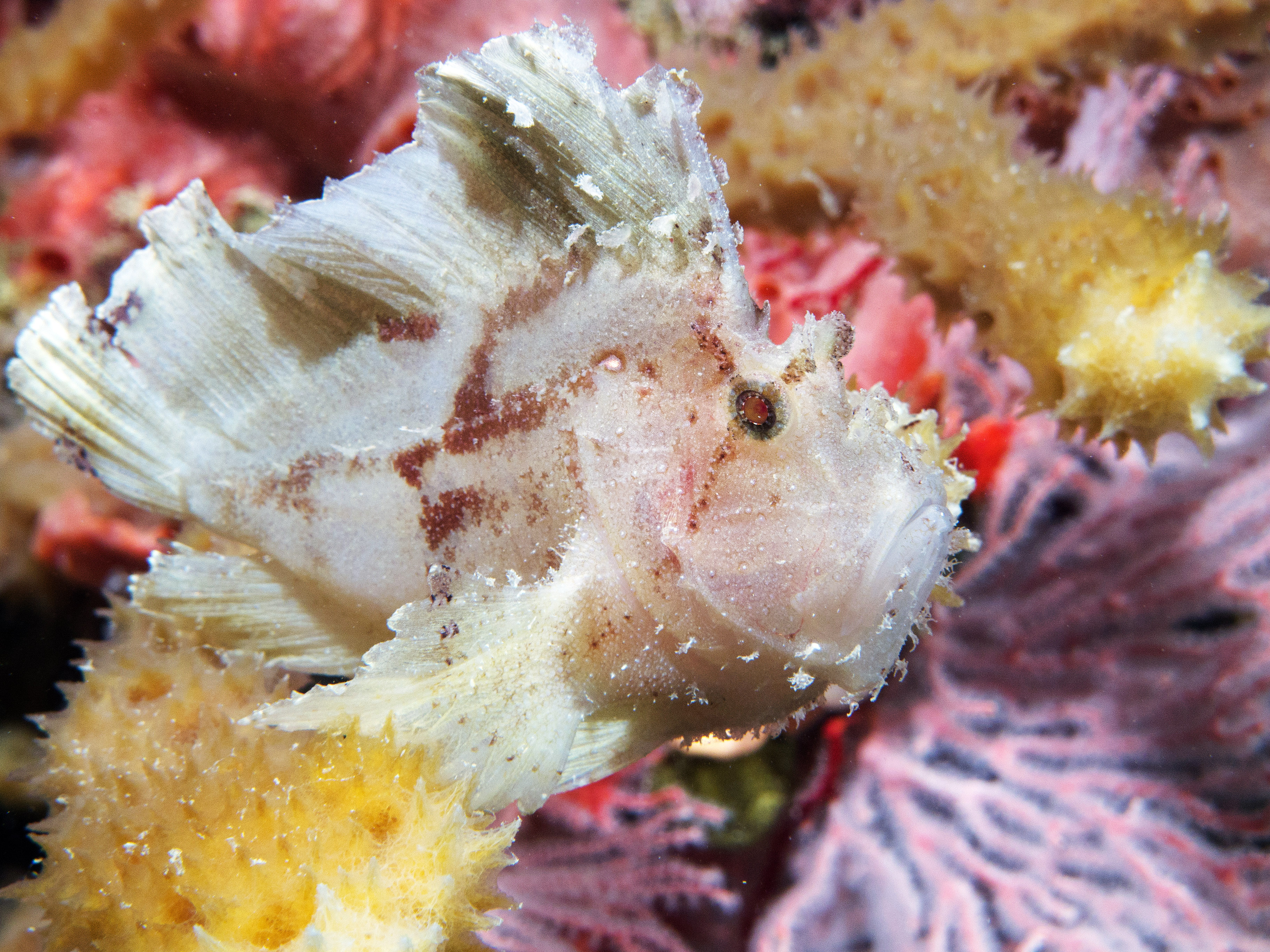 Leaf scorpionfish at Steve's Bommie. Photo Courtesy of Mike Ball Dive Expeditions