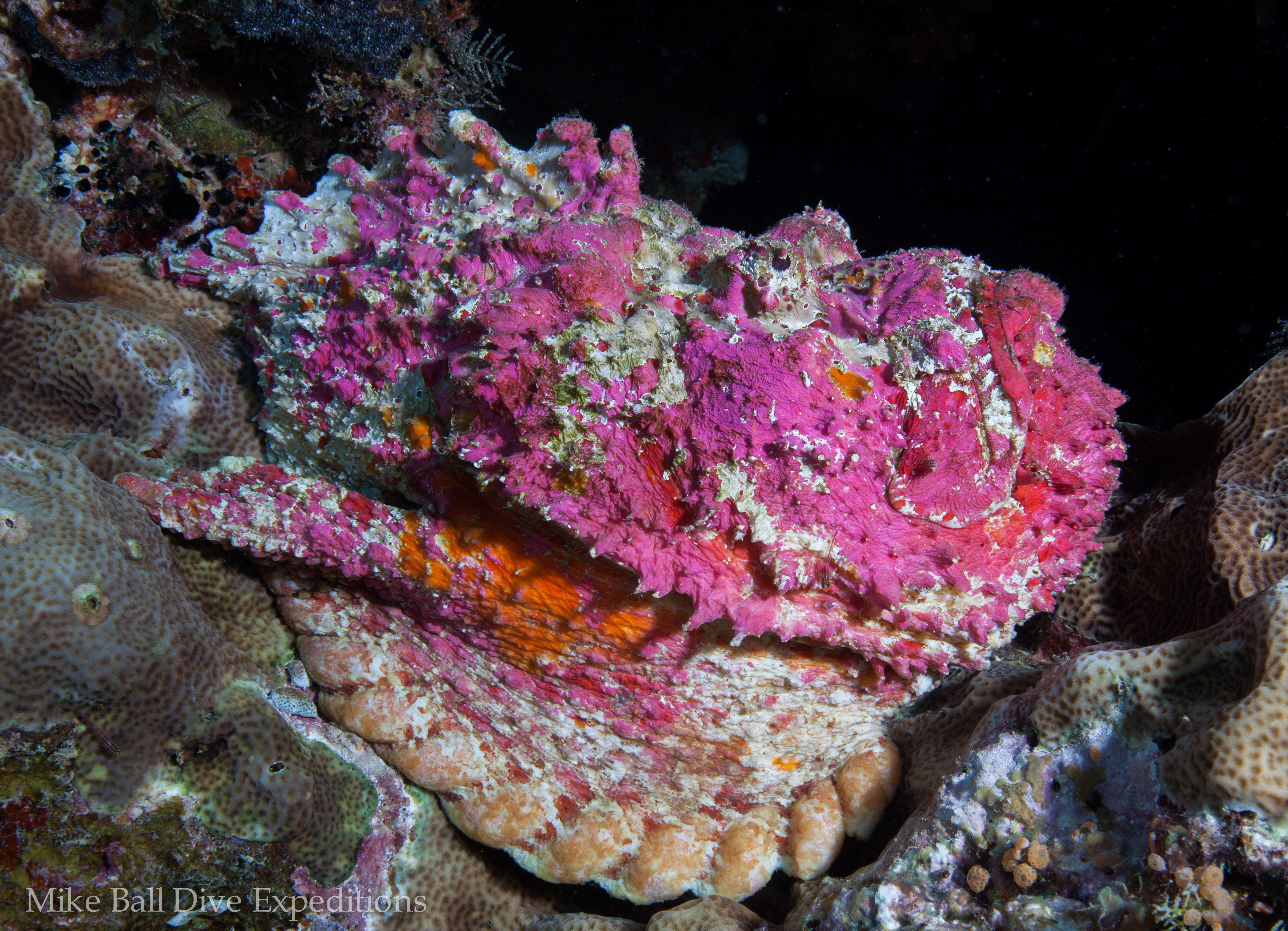 Stonefish at Steve's Bommie. Photo Courtesy of Mike Ball Dive Expeditions