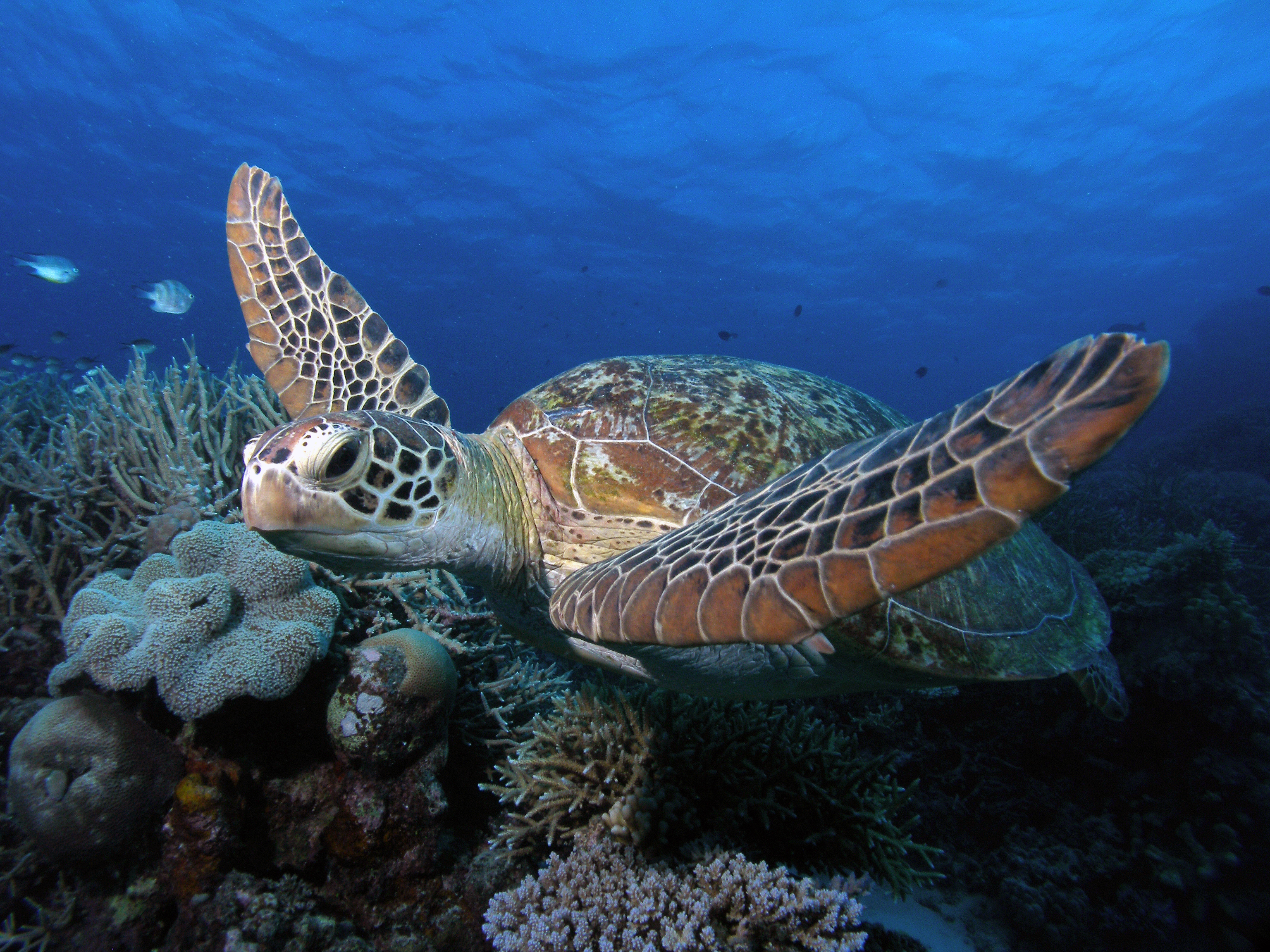 Turtles are common at Steve's Bommie. Photo Courtesy of Mike Ball Dive Expeditions