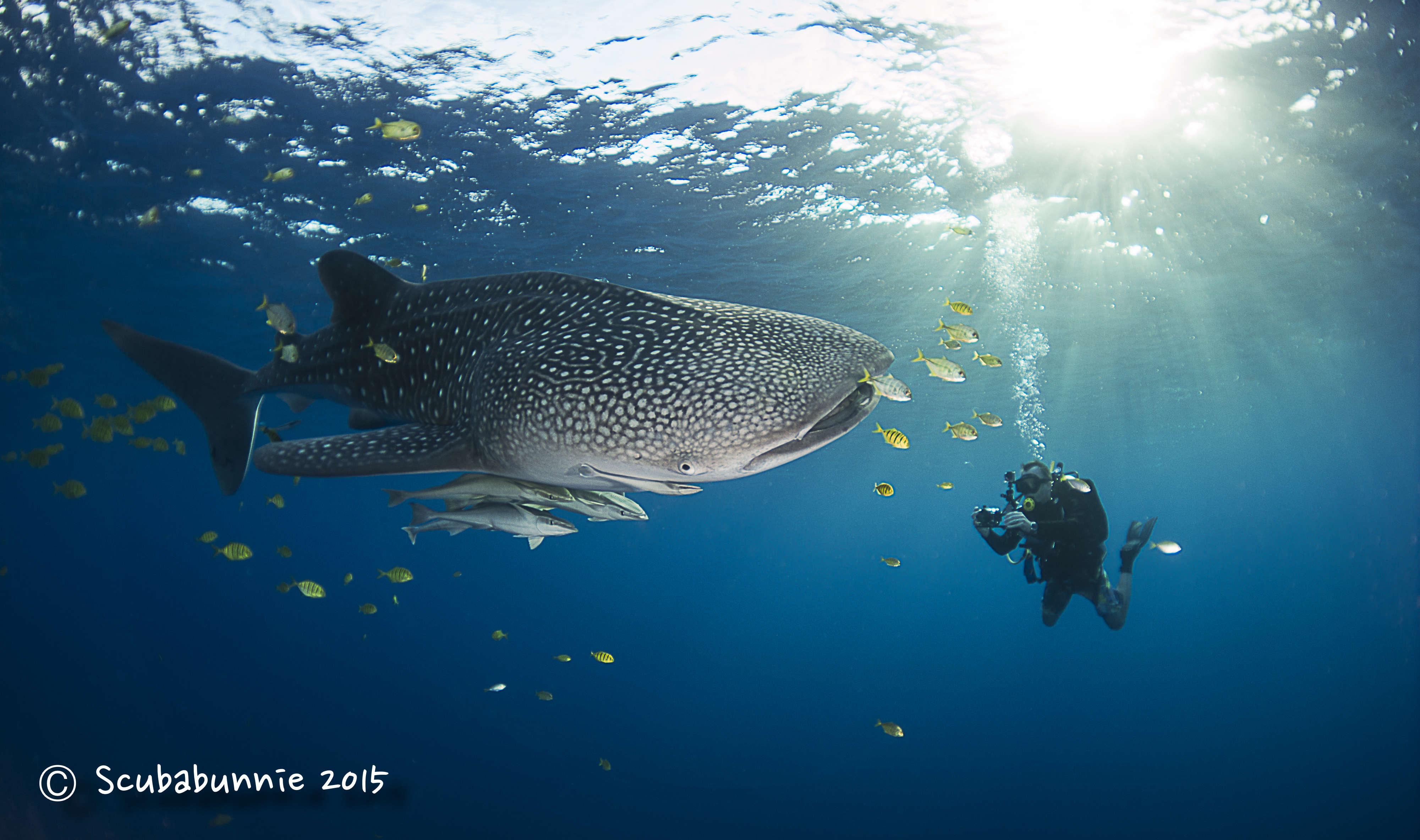 <b>Whaleshark and Diver</b>