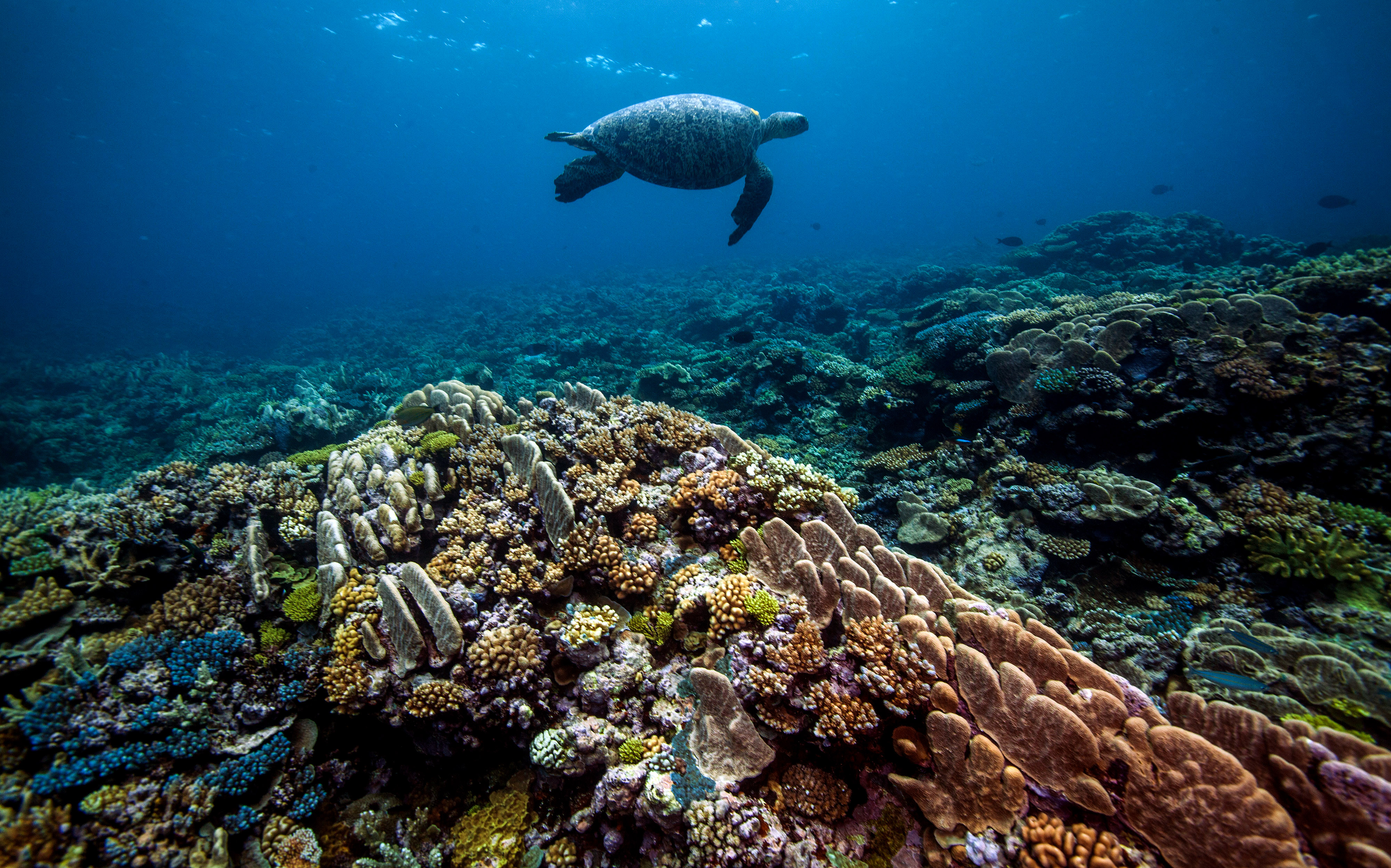 A turtle cruises over coral at Raine Island
