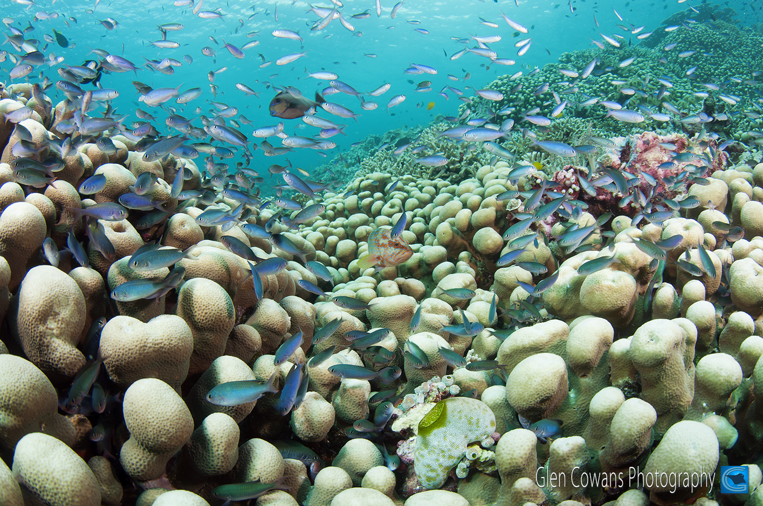 Potato coral and chromis make for wonderful photographic compositions