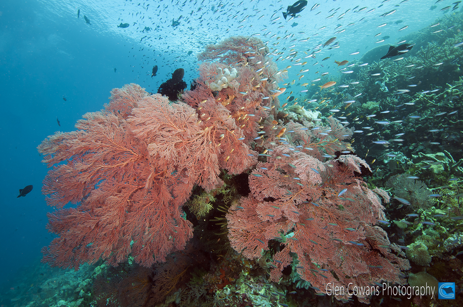 A giant sea fan at Roma reef