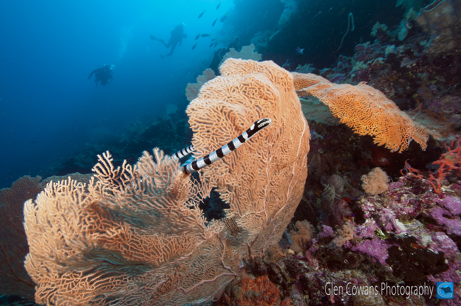 Banded sea snakes are commonly seen on most dives