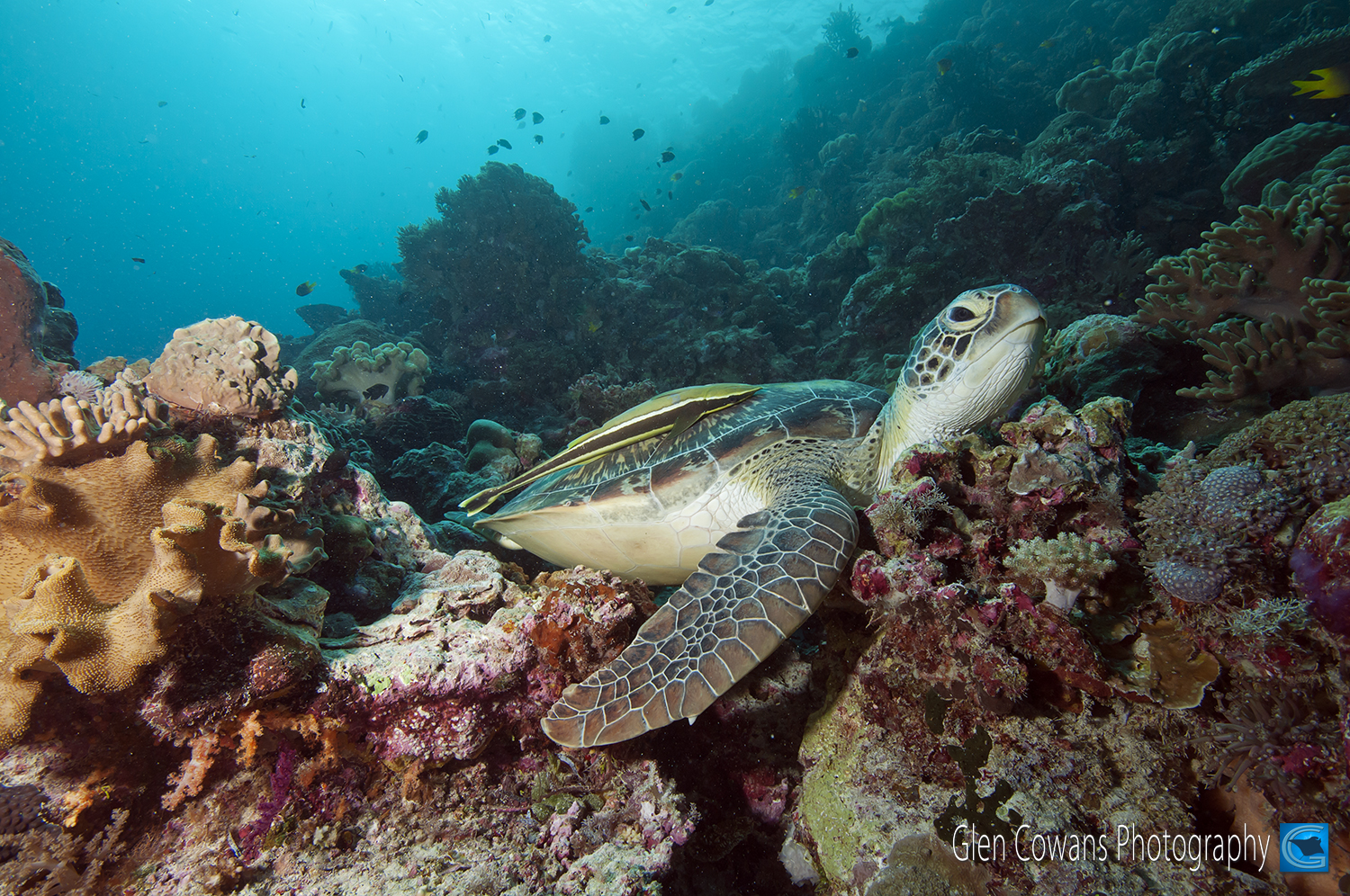 A hawksbill turtle resting at Roma reef