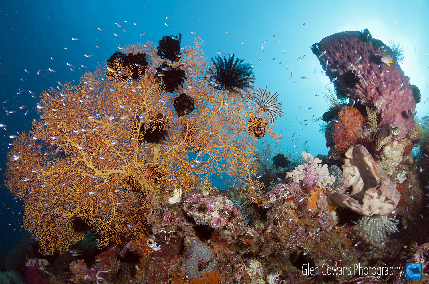 Crinoids enjoy the nutrient-rich waters and hang out at all the best locations