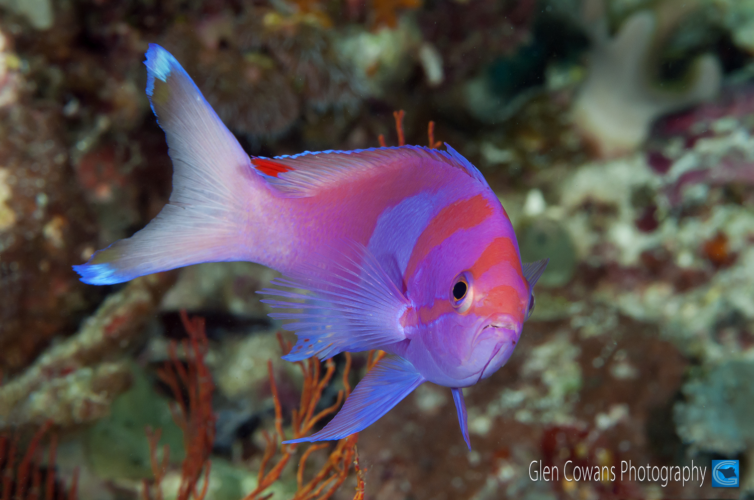 The beautiful square-spot anthia, much sought-after for that portrait shot