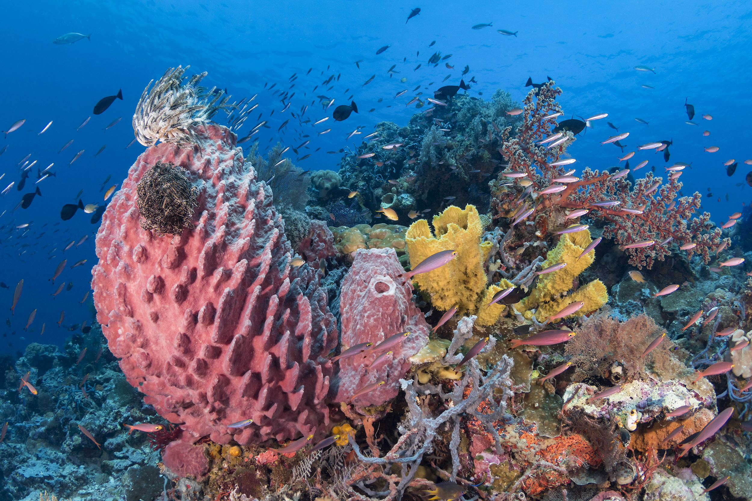 Underwater Diversity