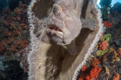 <b>Giant frogfish inside an elephant ear sponge</b>