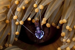 <b>Commensal shrimp with eggs</b>