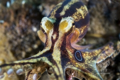 <b>A poison Ocellate (Mototi) octopus reaches for the camera </b>