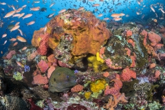 <b>Moray eel, anthias, cup corals, and sponges </b>