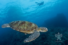 <b>Green sea turtle and diver</b>