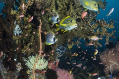 <b>Sweetlips, butterflyfishes, tree coral, and sunshine</b>