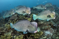 <b>Bumphead parrotfish cruise along the reef</b>
