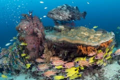<b>Malabar grouper with squirrelfish and snappers</b>